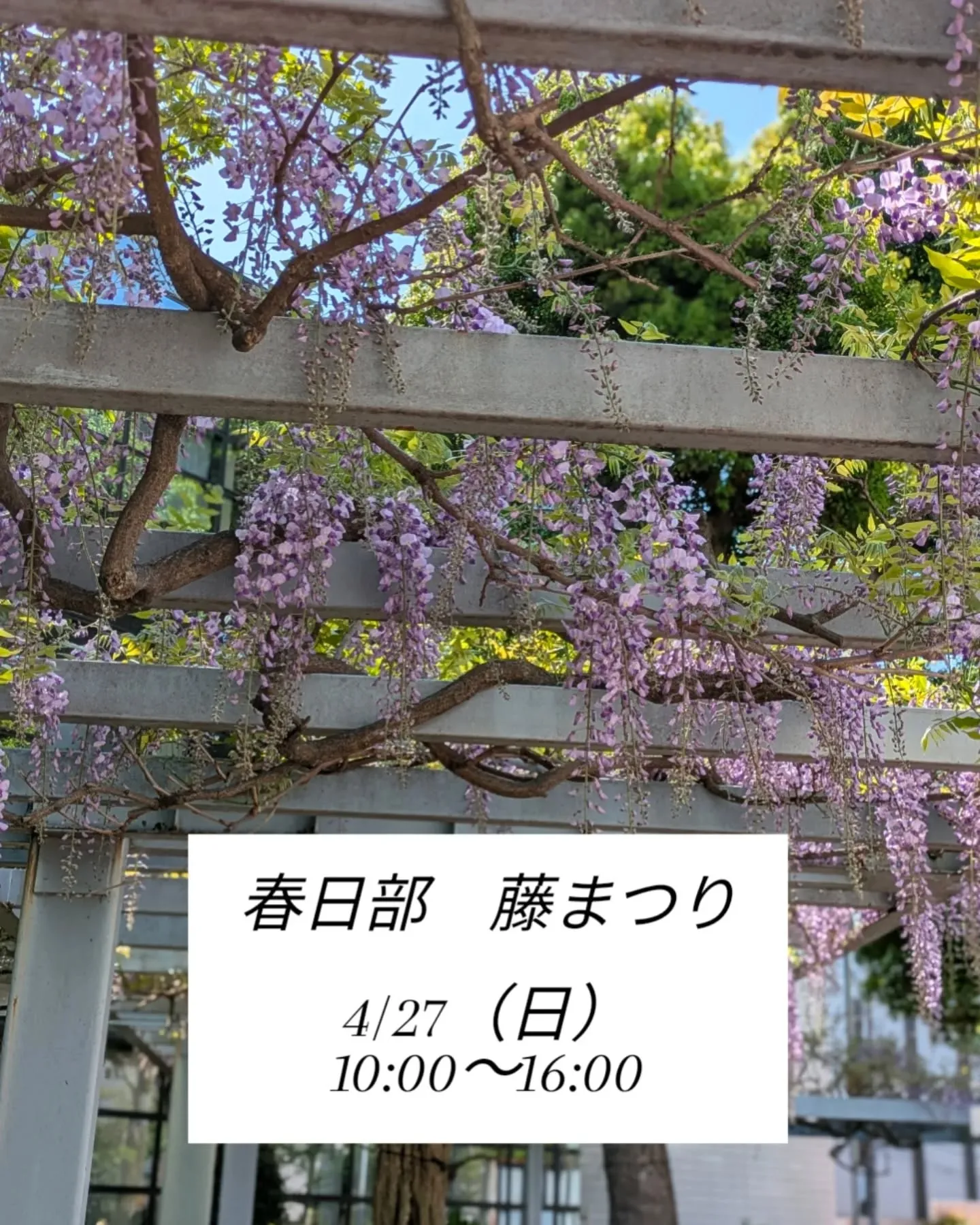 春日部藤まつり！