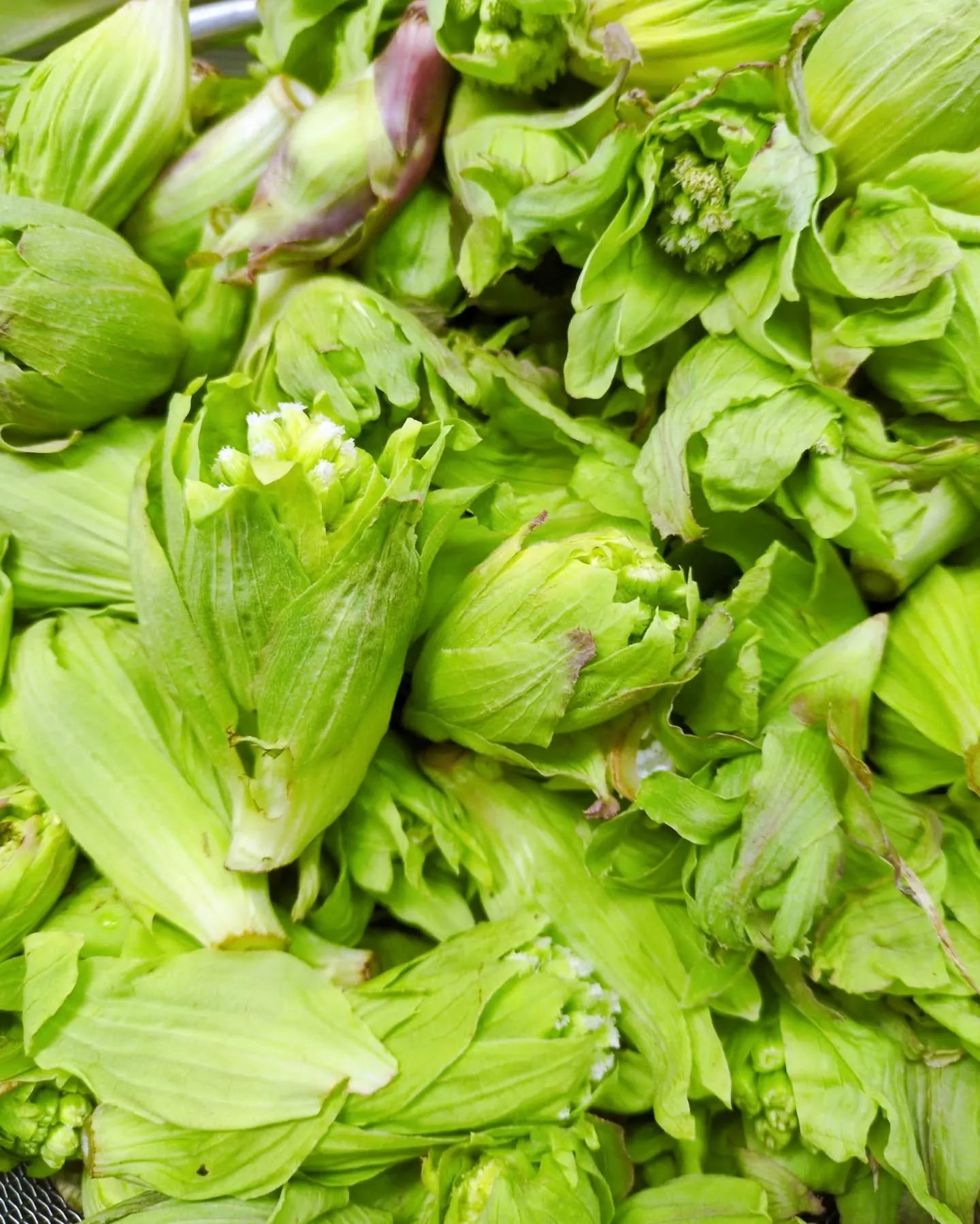 春日部藤まつり！