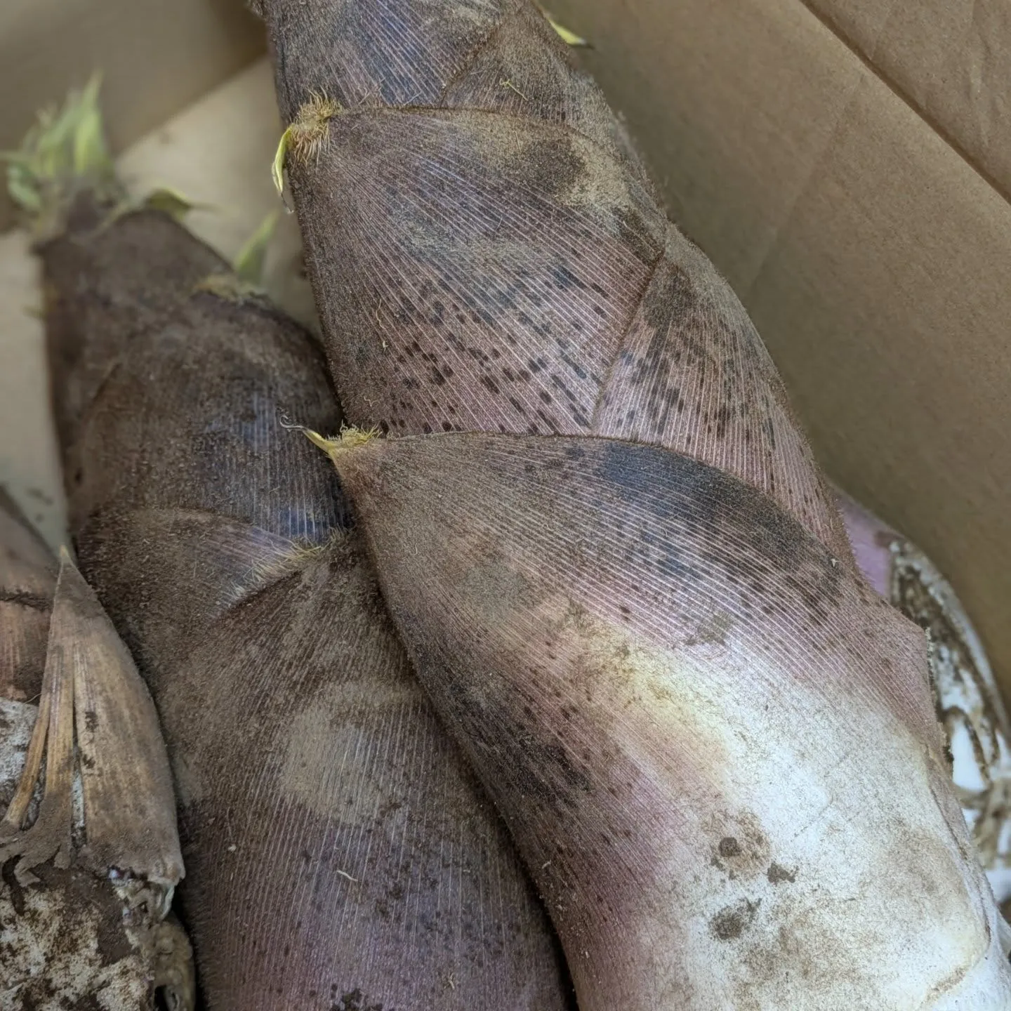 レクイエム聖殿感謝祭✨