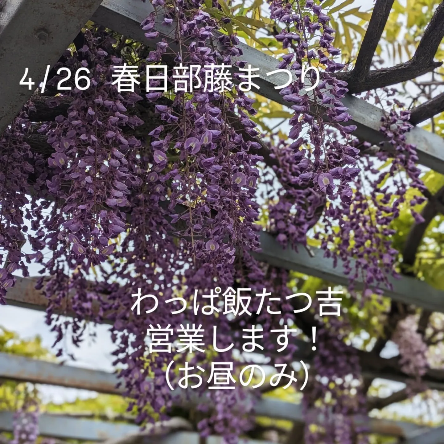 春日部藤まつり！